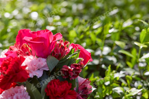 Preview: Photo of fresh colorful flowers, fresh red and pink flowers