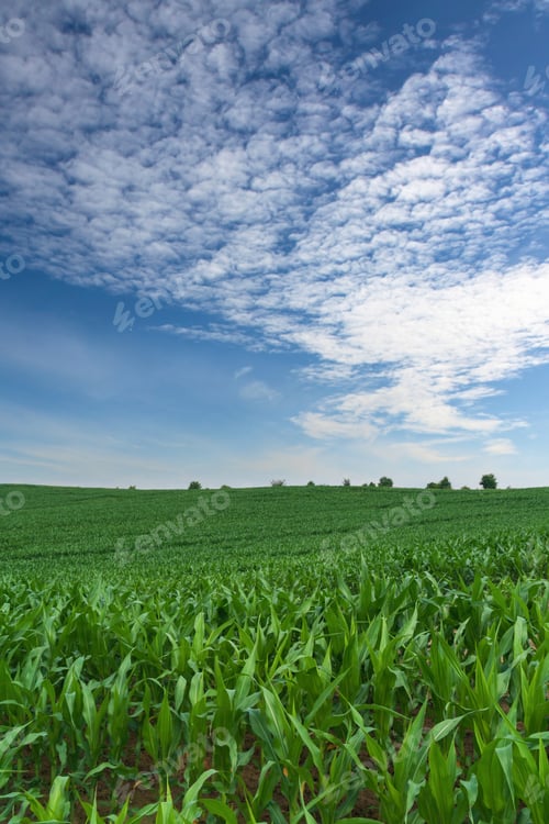 Preview: Green spring corn field. Blue sky with clouds. Copy space background.