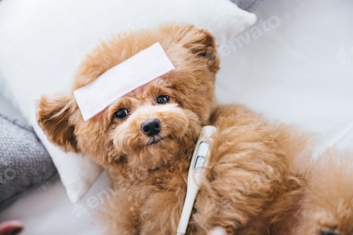 Preview: Close-up of a cute fluffy sick toy poodle lying on the bed