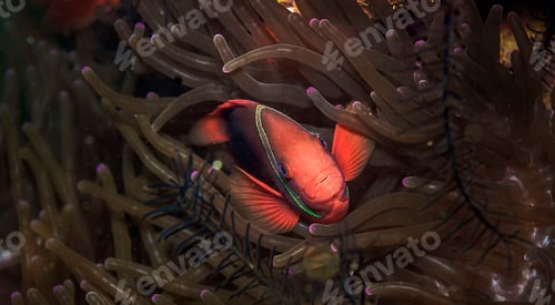 Preview: Incredible underwater world - Nemo fish. Macro photography.