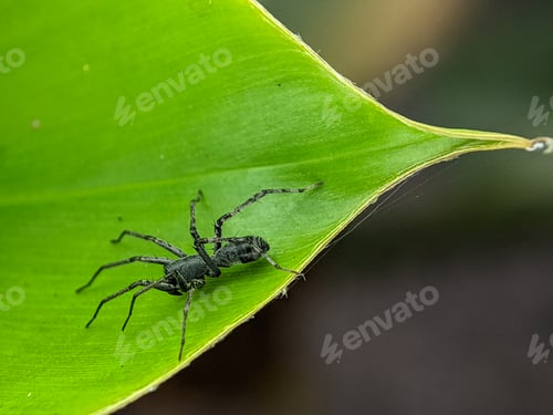 Preview: A black spider is on a green leaf