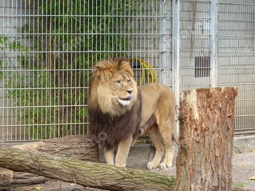 Preview: a large lion is standing on some logs and rocks near a fence