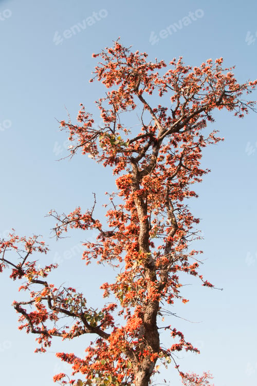 Preview: Autumn forest nature at morning