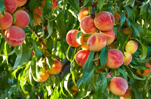 Preview: Branch of peach tree in closeup