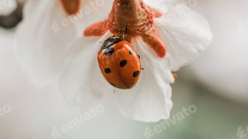 Preview: A ladybug on white spring flower