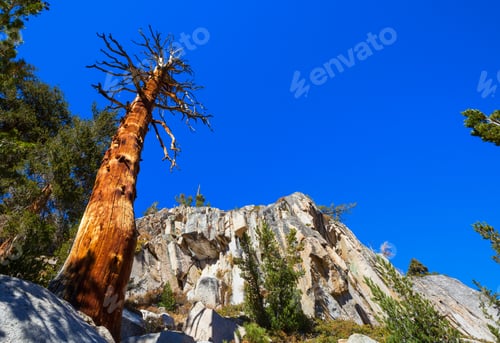 Preview: Ancient tree