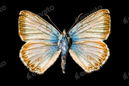 Preview: butterfly