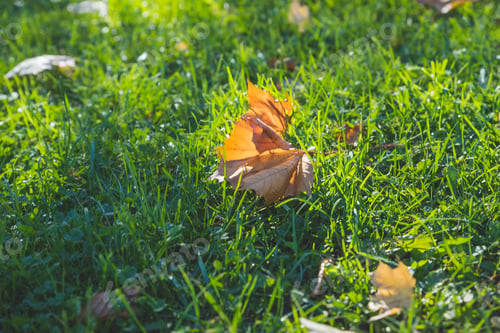 Preview: Golden morning sun rays on green grass in autumn. Beautiful nature background. Golden yellow orange