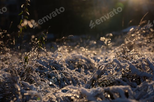 Preview: Closeup of ice crystals on a dried plant at sunset.