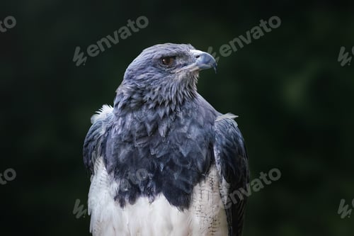 Preview: Black-chested Buzzard-eagle (Geranoaetus melanoleucus) - Bird of Prey