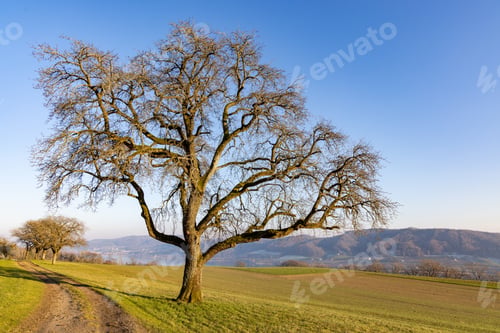 Preview: A large leafless tree near a path on a hill in sunlight