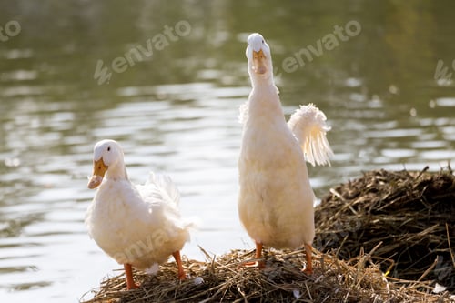 Preview: White ducks stand next to a pond or lake with bokeh background