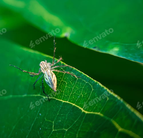 Preview: Lynx spider on a green leaf. The Lynx spider is a common name for any member of the Oxyopidae family
