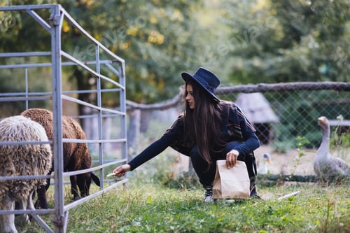 Preview: A young beautiful woman feeds a sheep in the village