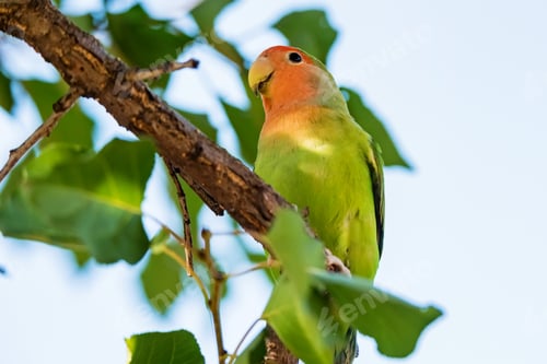 Preview: Rosy-faced lovebird or Agapornis roseicollis perches on branch close up