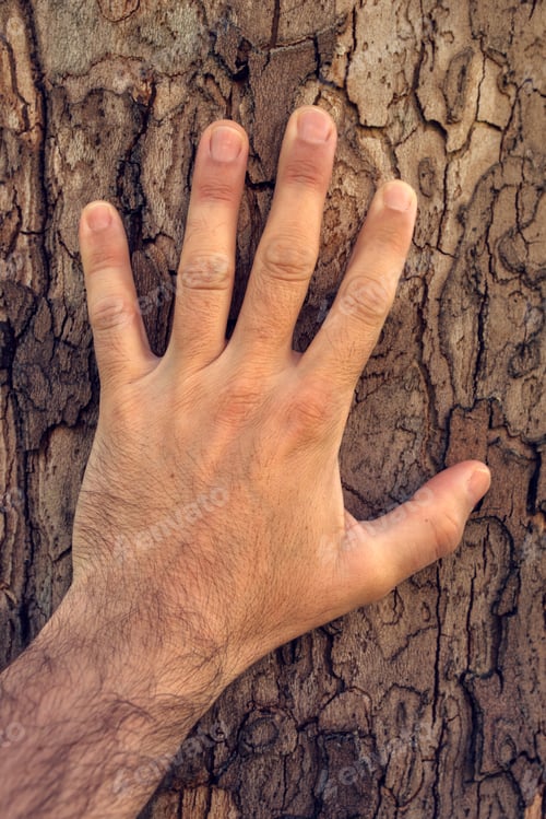Preview: Hand touching maple tree
