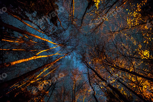 Preview: Low angle view of trees at night