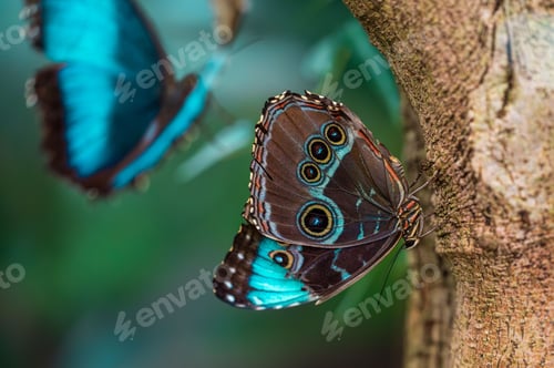 Preview: Close-up of two blue morpho butterflies on a tree trunk