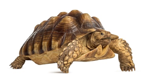 Preview: Male African spurred tortoise (4 years old), Centrochelys sulcata, in front of a white background