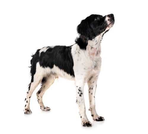 Preview: brittany dog in studio