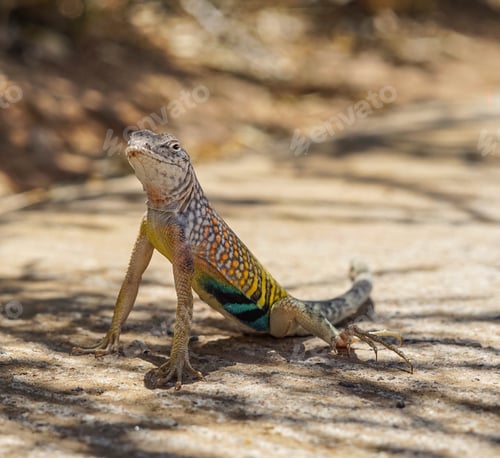 Preview: Closeup of a lizard