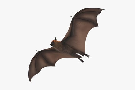 Preview: Flying Fox Bat, Pteropus Species in Flight
