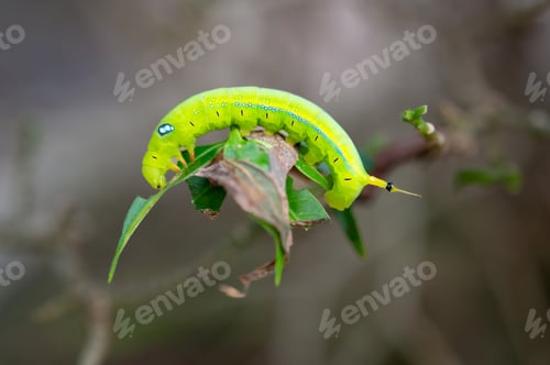Preview: Beautiful caterpillar shine in the morning