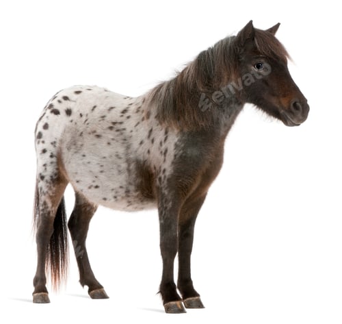 Preview: Appaloosa Miniature horse, Equus caballus, 2 years old, standing in front of white background