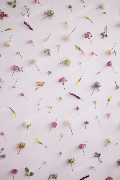 Preview: Flatlay small wildflowers uniformly on a white background