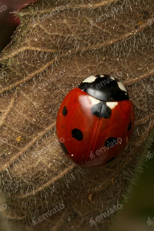 Preview: Close-up of a Seven-spot Ladybird, Coccinella septempunctata