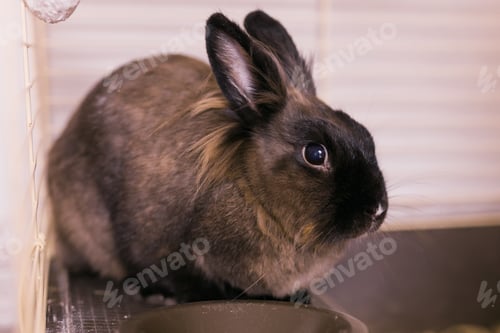 Preview: Funny bunny rabbit eating hay food close up - pet and domestic animal concept