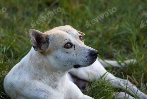 Preview: A stray dog lying on the grass floor