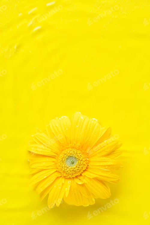 Preview: Yellow beautiful gerbera flowers frame on monochrome background in water