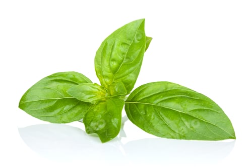 Preview: Fresh basil