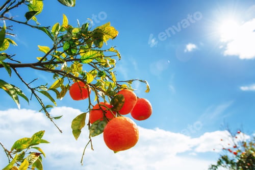 Preview: Orange - tree Park