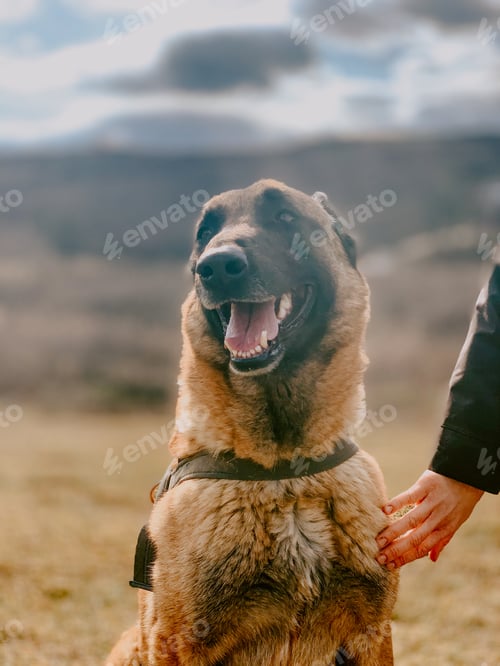 Preview: Vertical shot of an Anatolian Shepherd with a collar