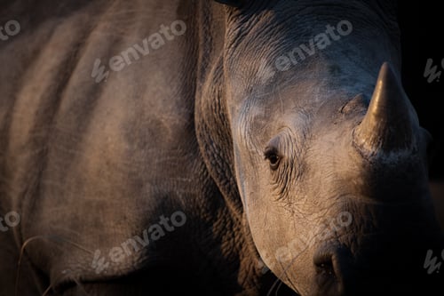 Preview: The head and side body of a white rhino, Ceratotherium simum