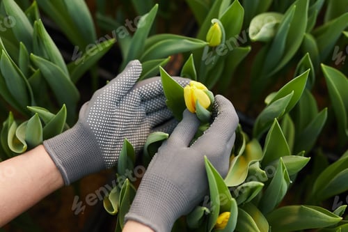Preview: Yellow tulips in greenhouse