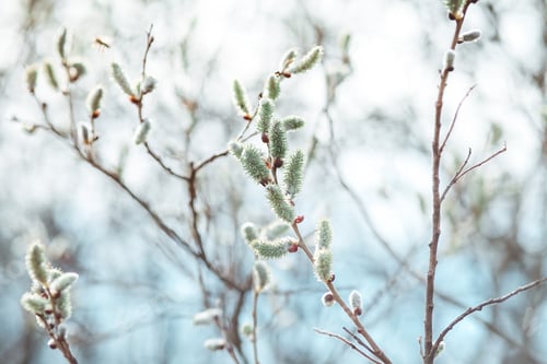 Preview: Spring branches Catkins Willow
