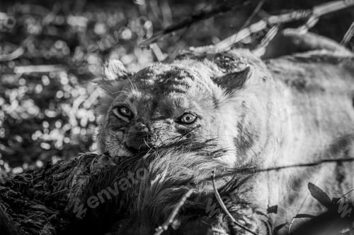 Preview: Close up of Lions feeding on a carcass.