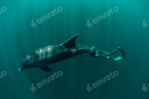 Preview: Diver swimming with dolphin