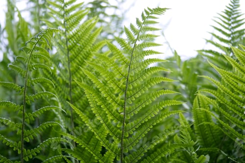 Preview: Patterned green fern leaves close up