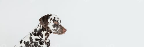 Preview: Dalmatian dog portrait with tongue out on white background. Dog looks right. Copy space.Dog Face