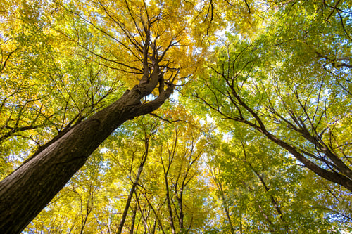 Preview: Perspective from down to up view of autumn forest with bright orange and yellow leaves. Dense woods
