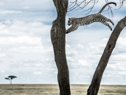 Preview: Leopard jumping between trees in Serengeti National Park