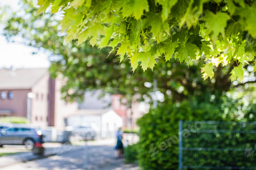Preview: Branches with wide leaves and the street in the blurred background