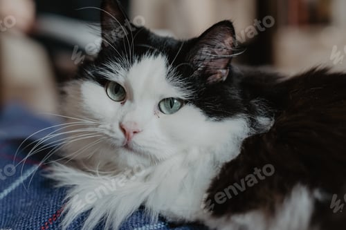 Preview: Portrait of a cat with blue eyes