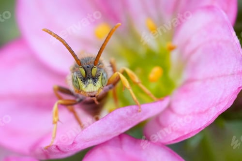 Preview: Colorful closeup on a male Lathbury's Nomada solitary bee, Nomada lathburiana on a pink flower