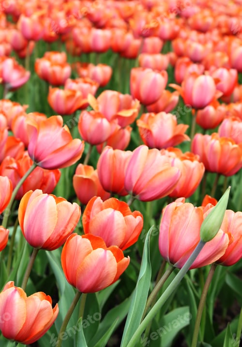 Preview: beautiful tulips