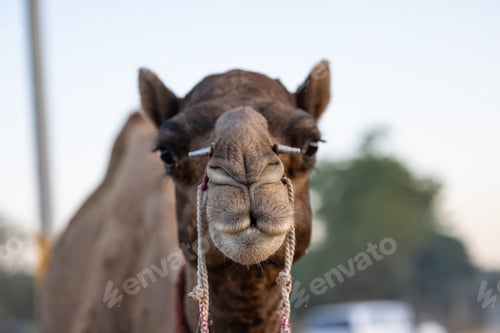 Preview: Close-up shot of a camel looking directly into the camera with a nose piercing in India